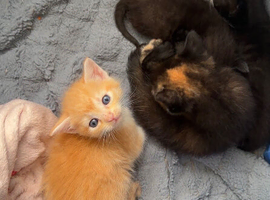ginger female kitten for sale