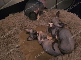 Ready Sphynx Kittens Looking for Their Forever