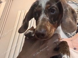 Male miniature dachshund