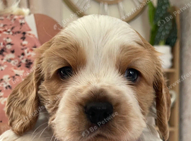 Cockalier puppies