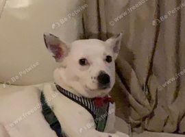 9 year female chihuahua staffy mix breed