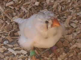 Young zebra male finch