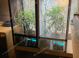 Yemen Chameleon + Vivarium Setup Kit