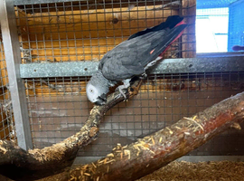 African grey proven