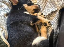 Ponchi puppies