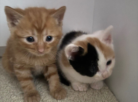 Kittens