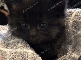 4 kittens available boys & girls