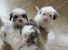 Yorkiepoos for sale