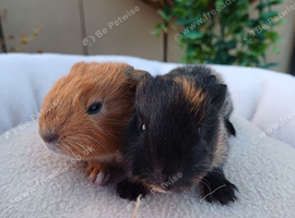 Lovely guinea pigs and skinny pigs