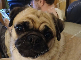 Female pug
