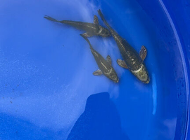 Butterfly koi