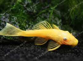 Lemon Bristlenose Pleco young 2-3cm Tropical Fish peaceful community fish