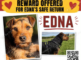 MISSING SMALL TERRIER - WALES