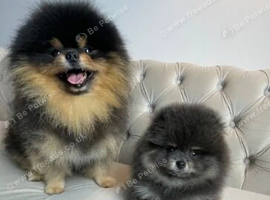 Beautiful Fluffy Black Pomeranian Puppy ready