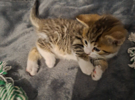 5 beautiful kittens