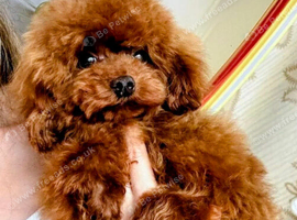 Tiny Asian Toy Poodle  x Mini-Wire Dachsund puppies