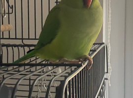Indian ring neck with large cage