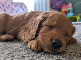 Stunning F2 labradoodle puppies