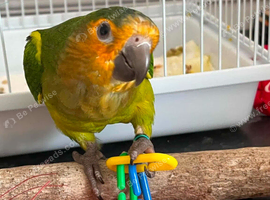 Brown throated conure