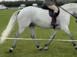 Registered Connemara Pony