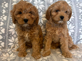 Cavapoo puppy's