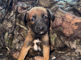 Belgian Milanos pups