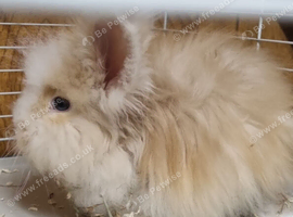 Male angora