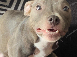7 month old female blue staffy
