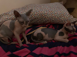 Two gorgeous Sphynx Kittens for sale