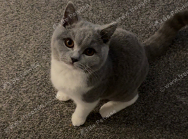 Bi colour British Shorthair