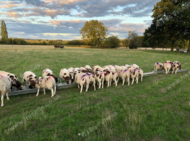 Jacob ewe/ weather lambs