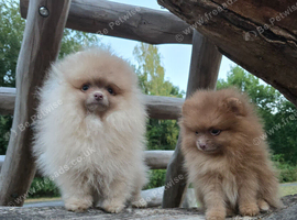 Merle & solid lilac beaver puppies
