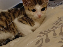 Kitten 2