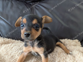 Beautiful Pure Bred Jack Russell Puppies.