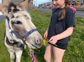 Jenny donkey , jenny foal and a lovely Jack .