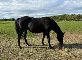 18year old broodmare