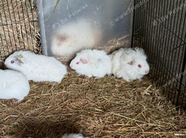 Baby Guinea pigs
