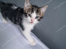 Beautiful male kitten 10 weeks old