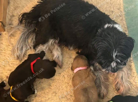 Gorgeous Shih Tzu Puppies Looking for Loving Homes