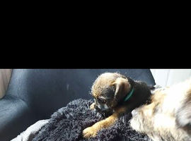 Border Terrier Pups