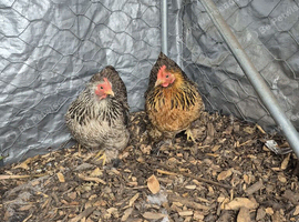 2 pekin bantam hens