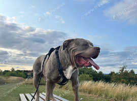 Cane corso x mastiff