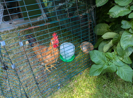 Friendly cockeral for sale , surplus to requirements.