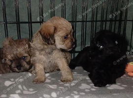 Stunning Shihpoos puppies