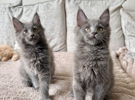 stunning XL full Maine coon kittens