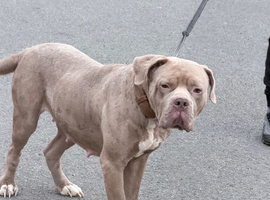 Cane corso cross American bulldog