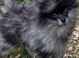 Beautiful Pomeranian puppies