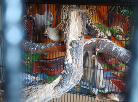 Baby zebra finches
