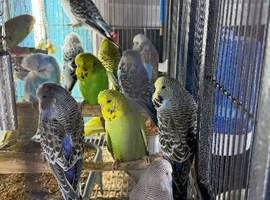 Budgies Glasgow