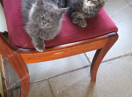 Ragdoll/Persian X Friendly, Fluffy Kittens looking for loving homes.